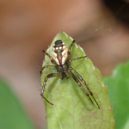 Featured spider picture of Mangora placida (Tuft-legged Orb-weaver)