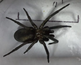 Picture of Kukulcania spp. - Female - Dorsal