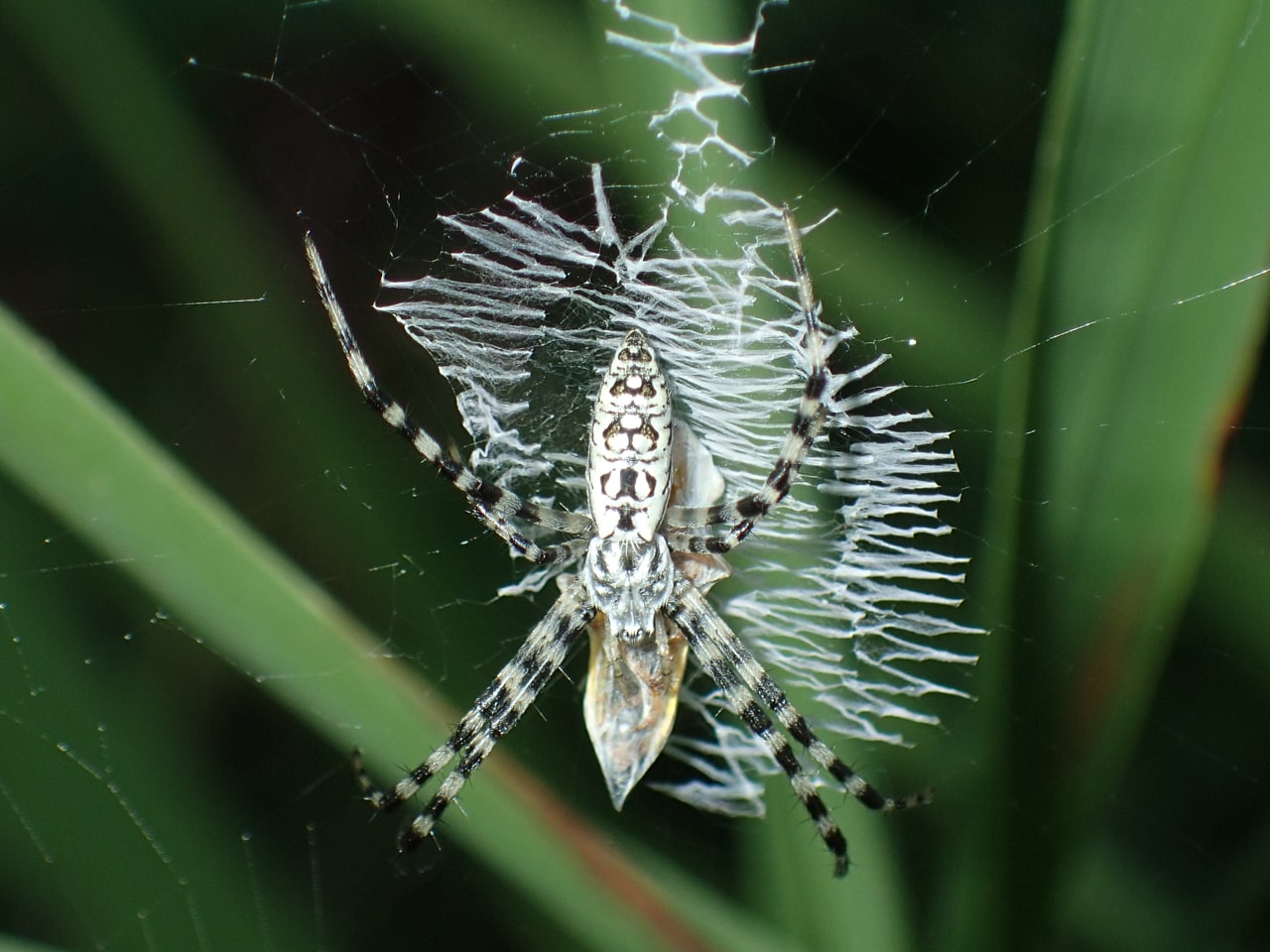 Picture of Argiope aurantia (Black and Yellow Garden Spider) - Dorsal,Webs,Prey