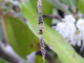 Picture of Cyclosa spp. (Trashline Orb-weavers) - Dorsal,Webs