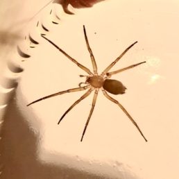 Featured spider picture of Zimiris doriae