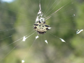 Picture of Gasteracantha cancriformis (Spiny-backed Orb-weaver) - Female - Dorsal,Webs