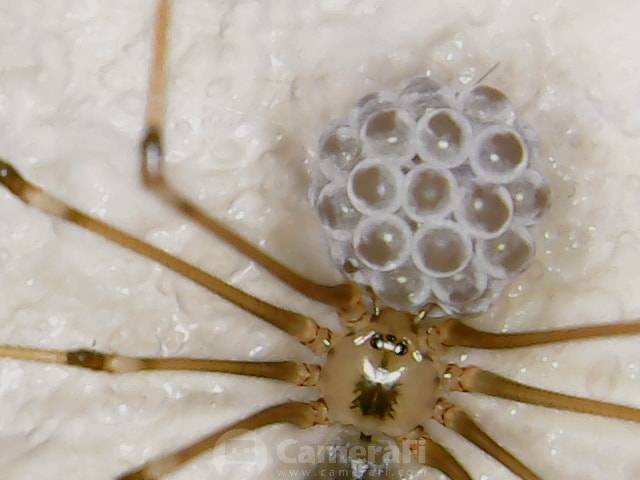 Picture of Pholcus phalangioides (Long-bodied Cellar Spider) - Female - Dorsal,Egg sacs,Eyes