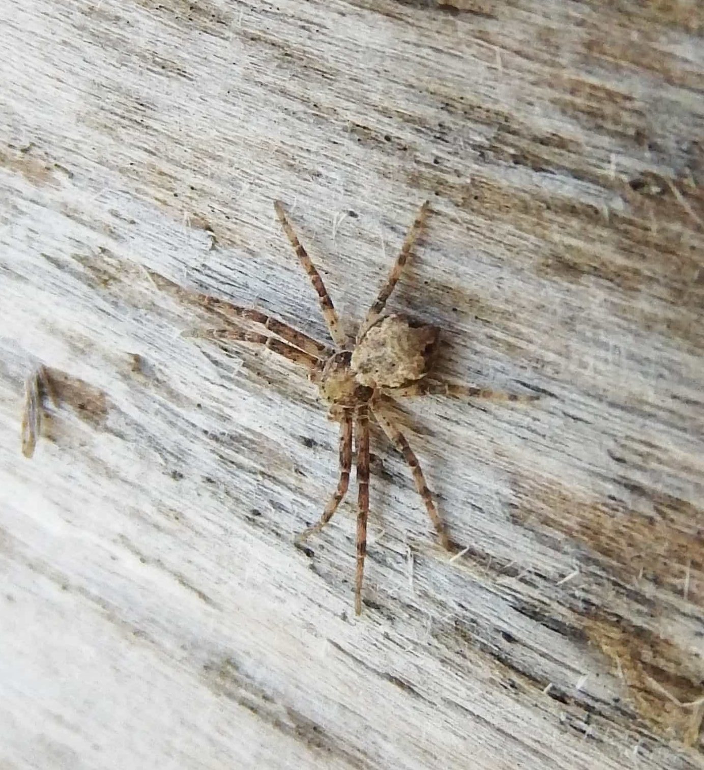 Unidentified spider in Toronto, Ontario Canada