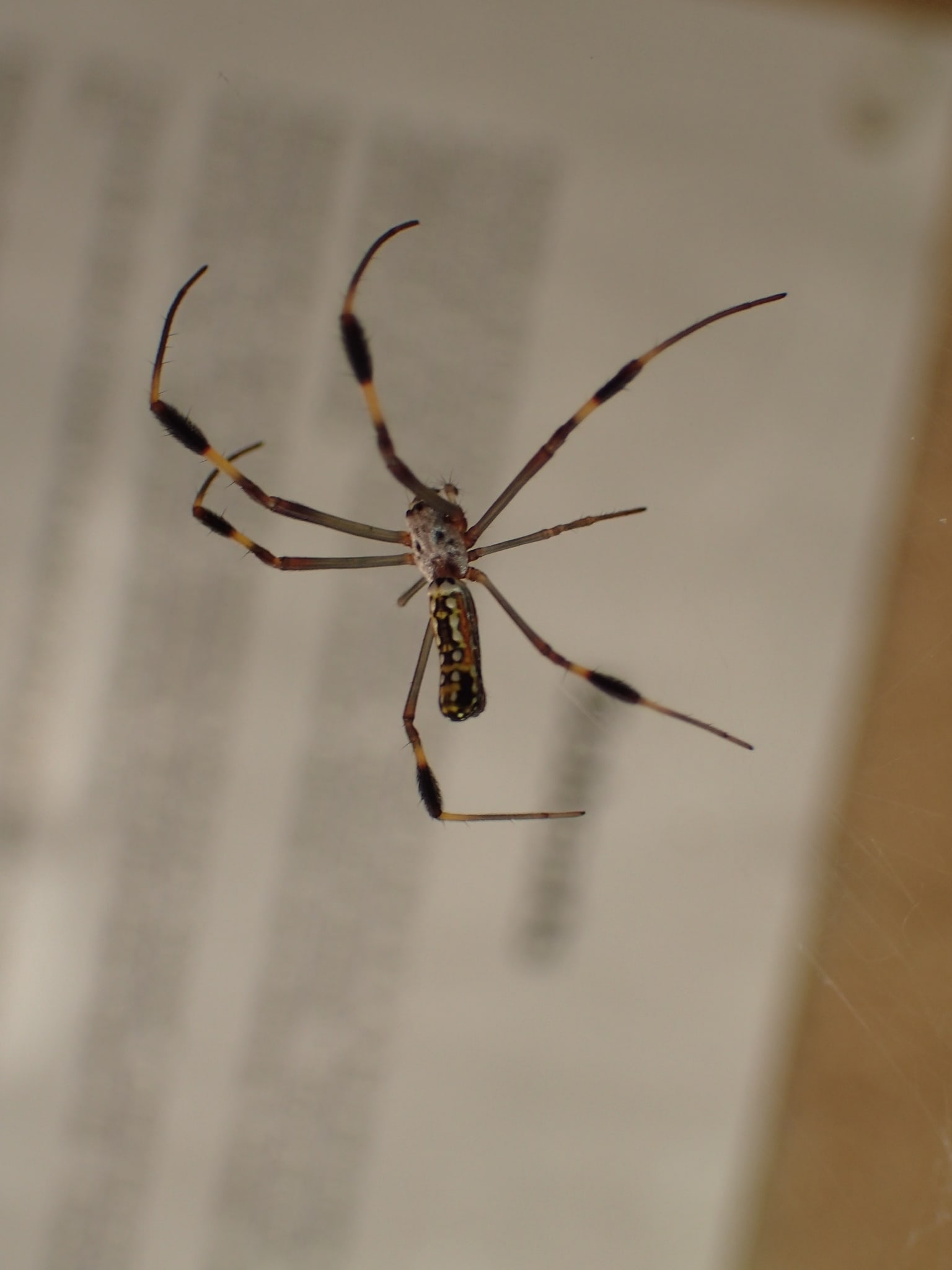 Picture of Trichonephila clavipes (Golden Silk Orb-weaver) - Lateral