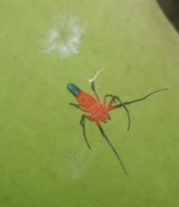 Picture of Leucauge licina (Dominican Spider) - Ventral,Webs