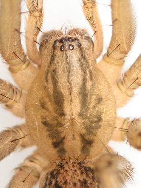 Picture of Eratigena agrestis (Hobo Spider) - Male - Dorsal,Eyes