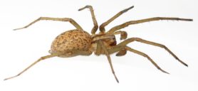 Picture of Eratigena agrestis (Hobo Spider) - Male - Dorsal