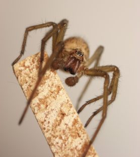 Picture of Eratigena agrestis (Hobo Spider) - Male - Eyes