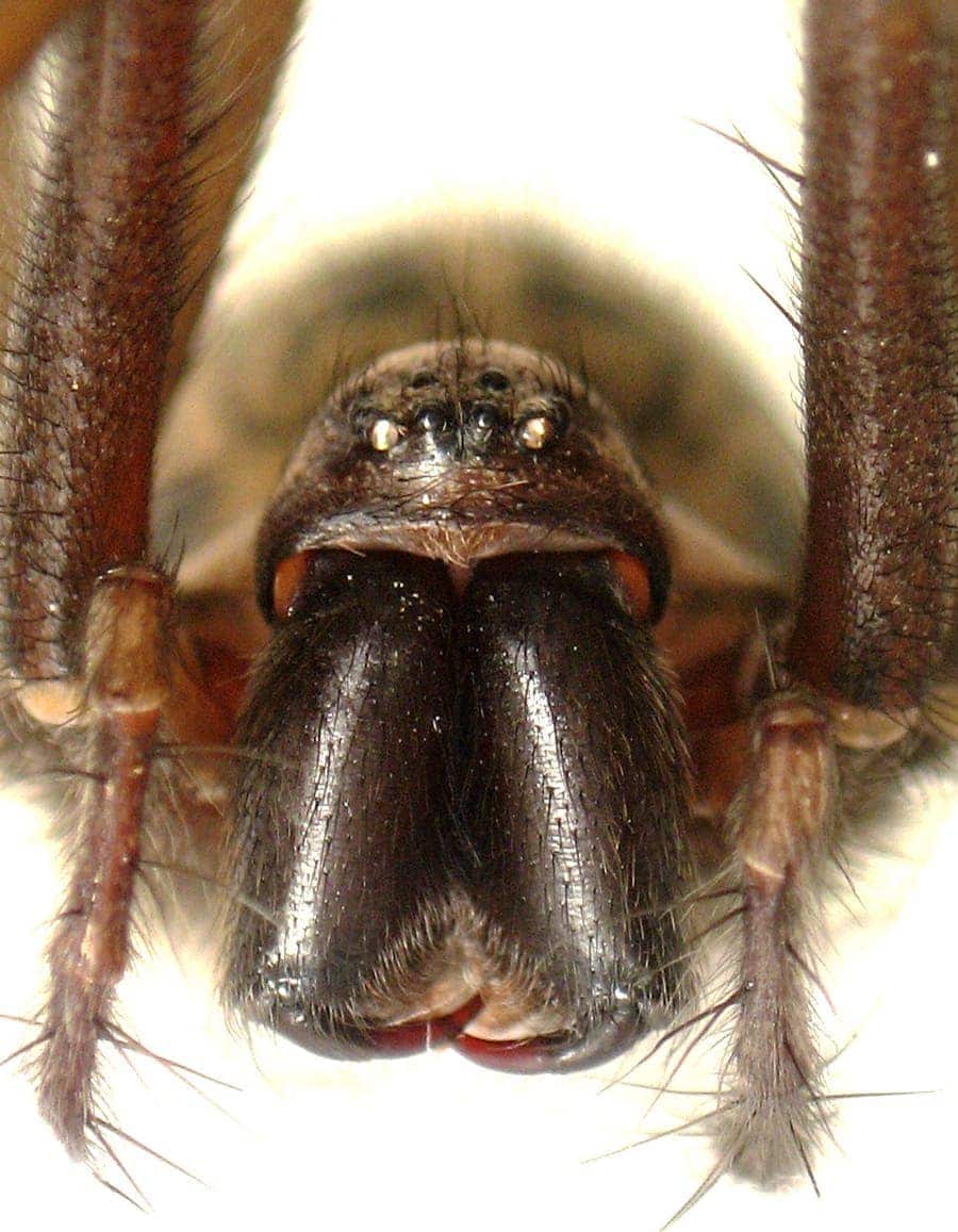 Picture of Eratigena atrica (Giant House Spider) - Female - Eyes