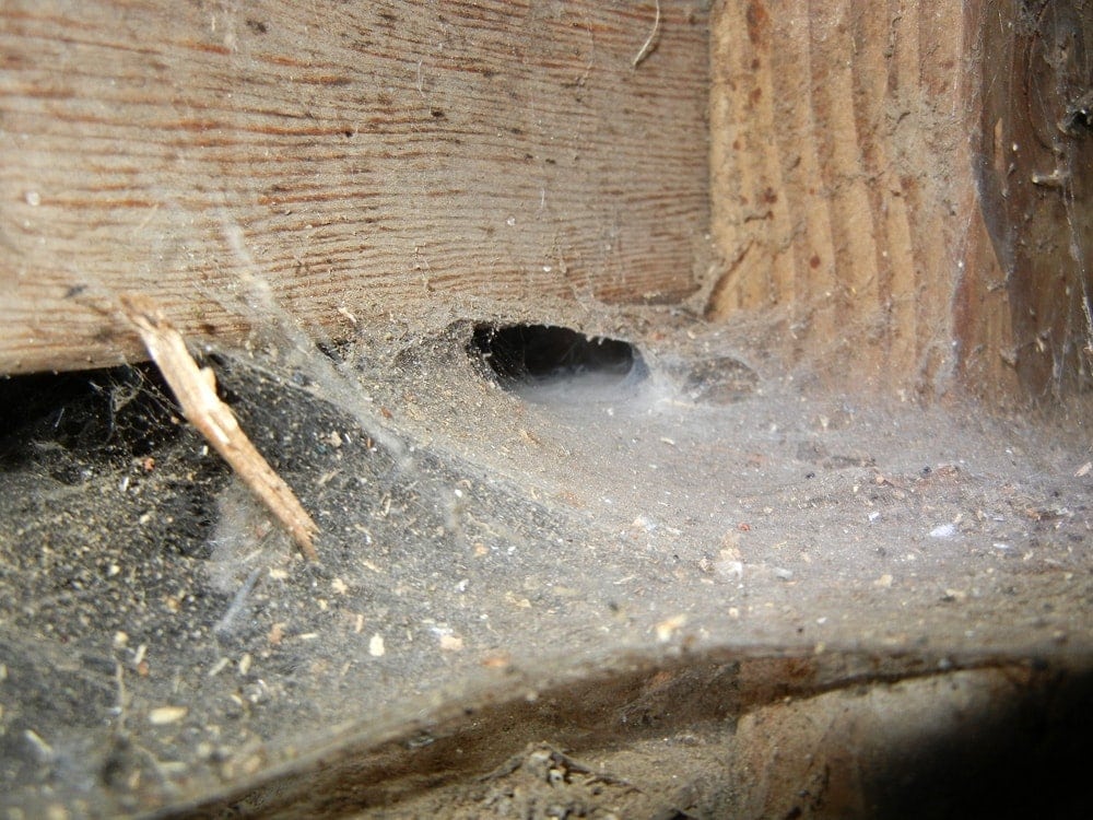 Picture of Eratigena atrica (Giant House Spider) - Webs