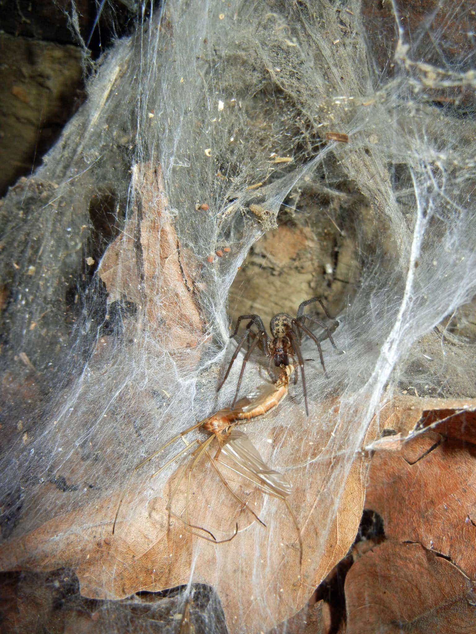 Picture of Eratigena atrica (Giant House Spider) - Female - Eyes,Webs