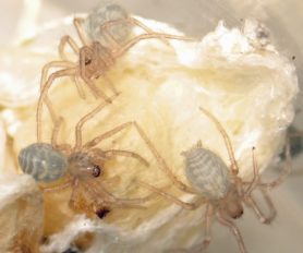 Picture of Eratigena atrica (Giant House Spider) - Dorsal,Eyes,Spiderlings