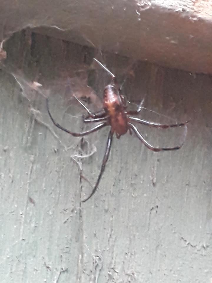 Picture of Meta menardi (European Cave Spider) - Dorsal
