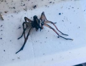 Picture of Lycosidae (Wolf Spiders) - Male - Eyes