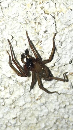 Picture of Metaltella simoni (Hacklemesh Weaver) - Male - Lateral
