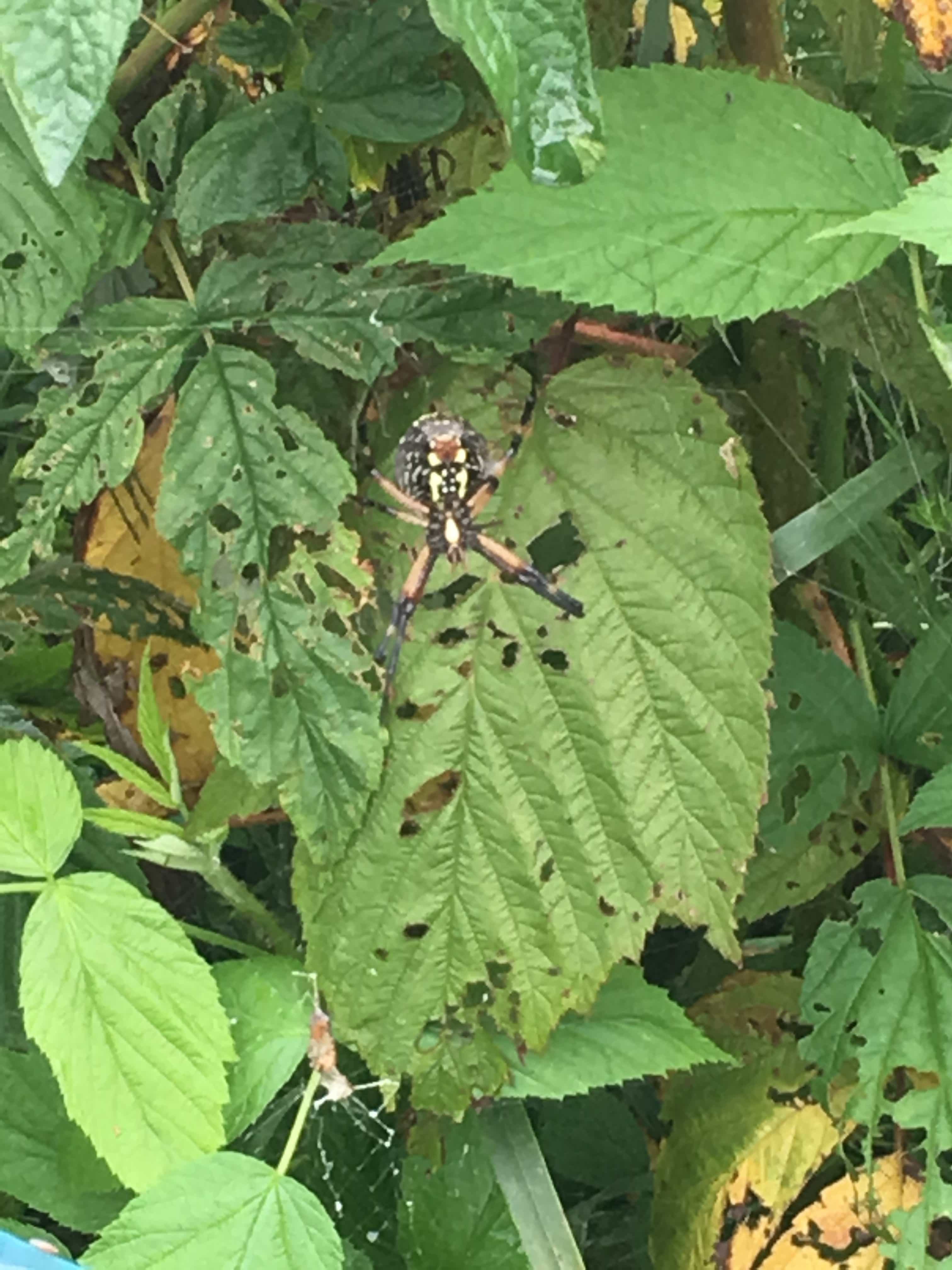 Picture of Argiope aurantia (Black and Yellow Garden Spider) - Ventral
