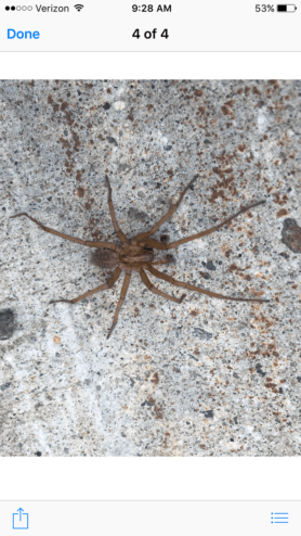 Picture of Eratigena agrestis (Hobo Spider) - Male - Dorsal