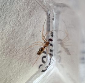 Picture of Coleosoma spp. - Male - Lateral