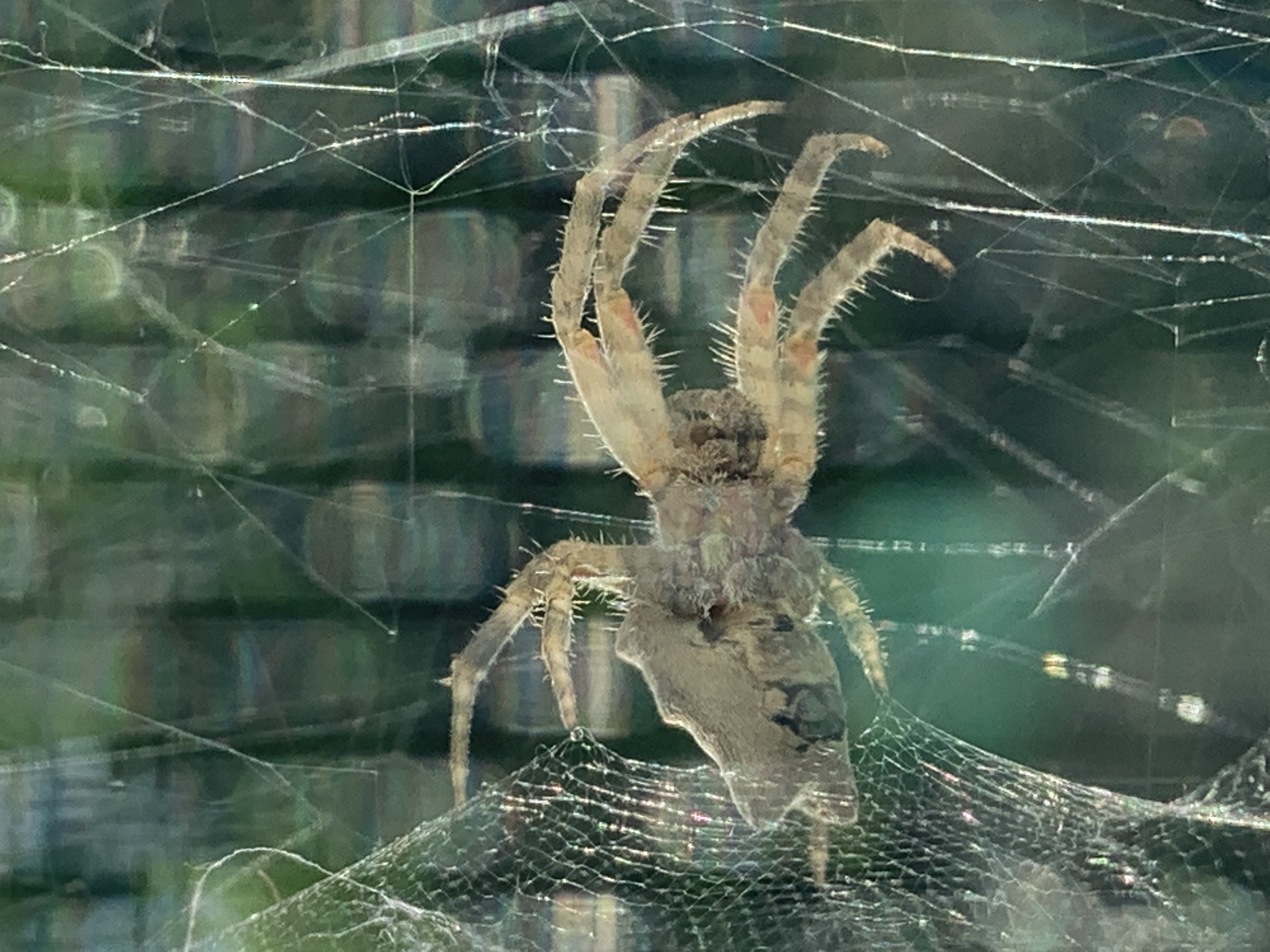 Picture of Cyrtophora citricola (Tropical Tent-web Spider) - Female - Ventral,Webs