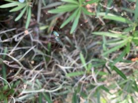 Picture of Leucauge argyrobapta (Mabel Orchard Orb-weaver) - Ventral,Webs