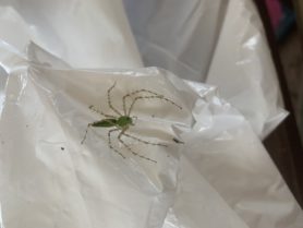 Picture of Peucetia viridans (Green Lynx Spider) - Dorsal