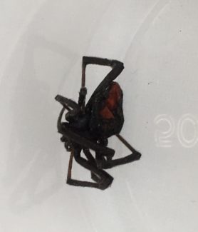 Picture of Latrodectus hasselti (Redback Spider) - Dorsal