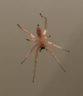 Picture of Cheiracanthium mildei (Long-legged Sac Spider) - Ventral