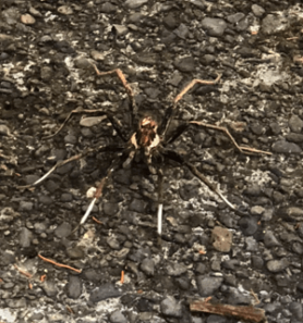 Picture of Ctenidae (Wandering Spiders) - Dorsal