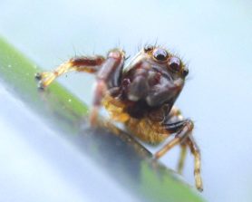 Picture of Salticidae (Jumping Spiders) - Male - Eyes
