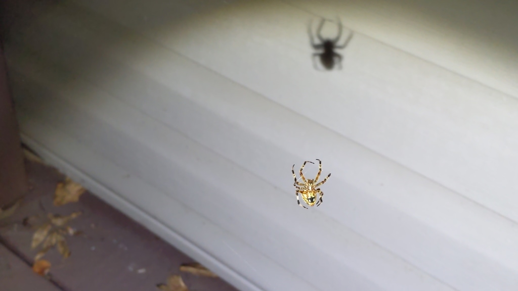 Picture of Neoscona (Spotted Orb-weavers) - Ventral