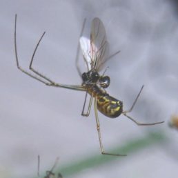 Featured spider picture of Neriene radiata (Filmy Dome Spider)