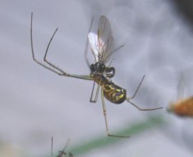 Picture of Neriene radiata (Filmy Dome Spider) - Lateral,Prey