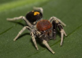 Picture of Seothyra spp. (Buck Spoor Spiders) - Male - Eyes