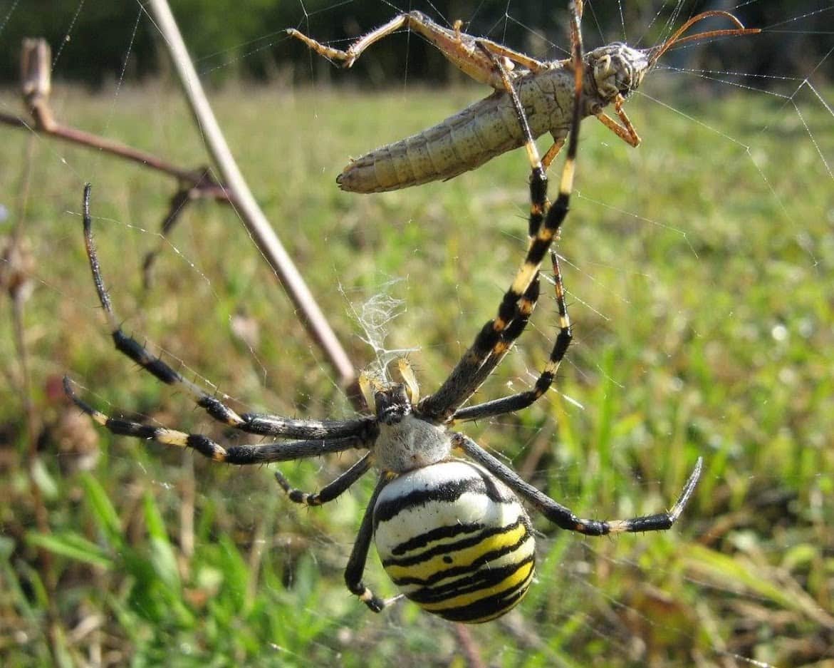 Picture of Argiope bruennichi (Wasp Spider) - Dorsal,Prey