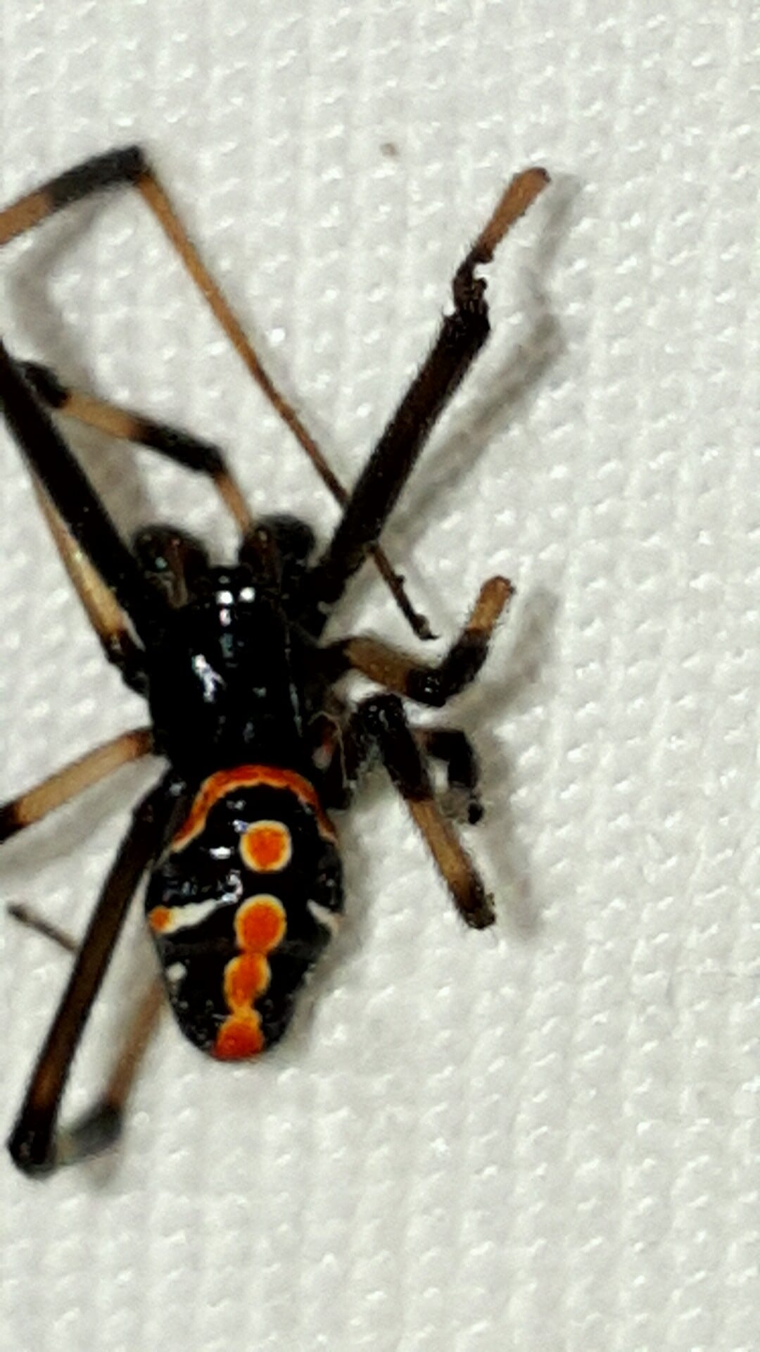 Picture of Latrodectus mactans (Southern Black Widow) - Male - Dorsal