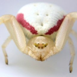 Featured spider picture of Misumena vatia (Golden-rod Crab Spider)