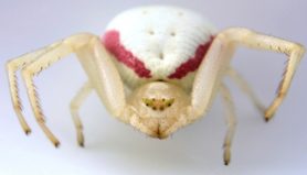 Picture of Misumena vatia (Golden-rod Crab Spider) - Female - Eyes