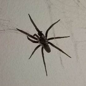 Picture of Kukulcania hibernalis (Southern House Spider) - Female - Dorsal