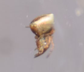 Picture of Neospintharus trigonum - Lateral