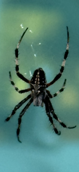 Picture of Neoscona oaxacensis (Western Spotted Orb-weaver)