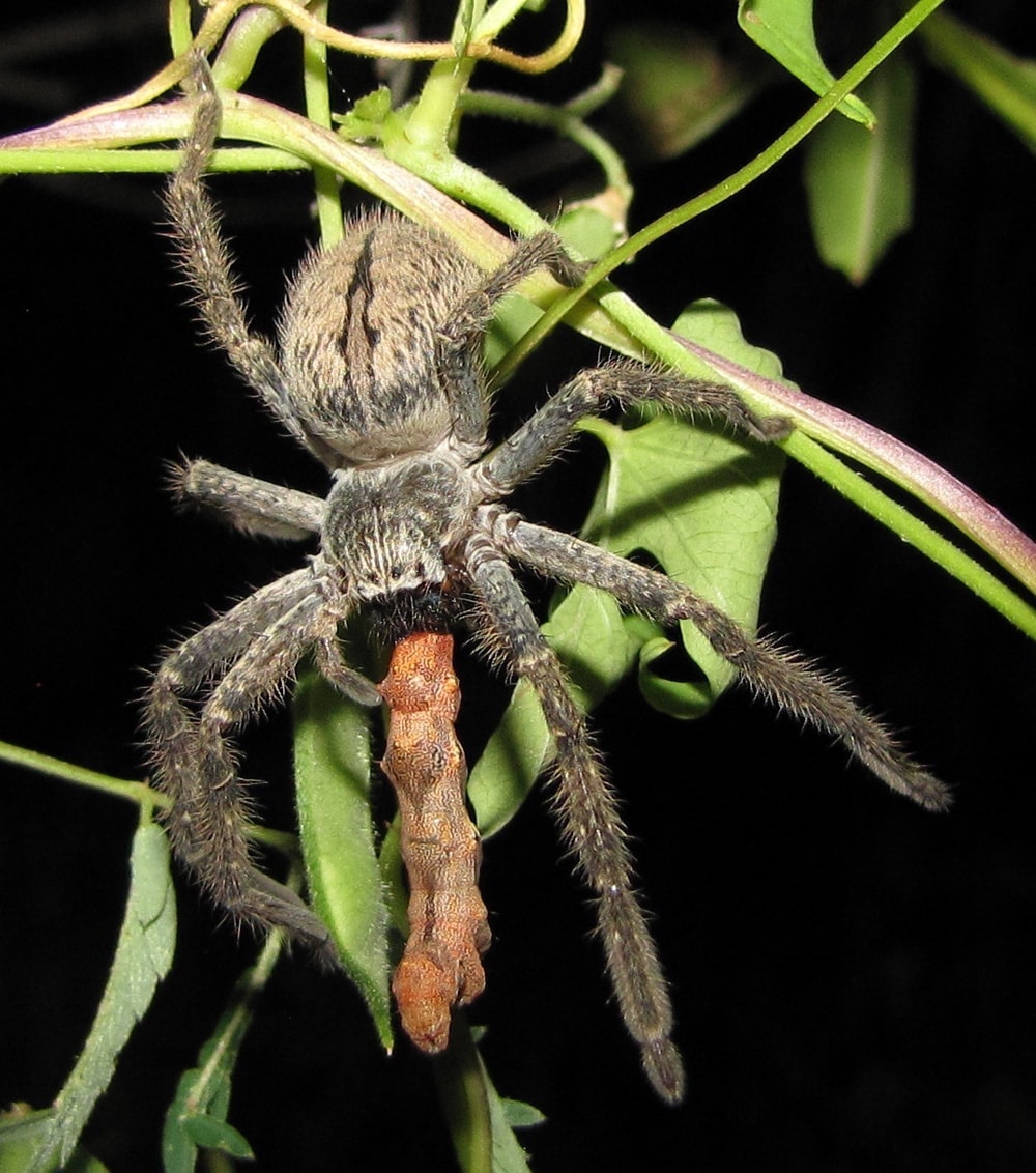 Picture of Olios giganteus (Giant Crab Spider) - Female - Dorsal,Prey