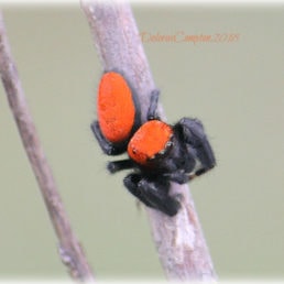 Featured spider picture of Phidippus cardinalis (Cardinal Jumper)