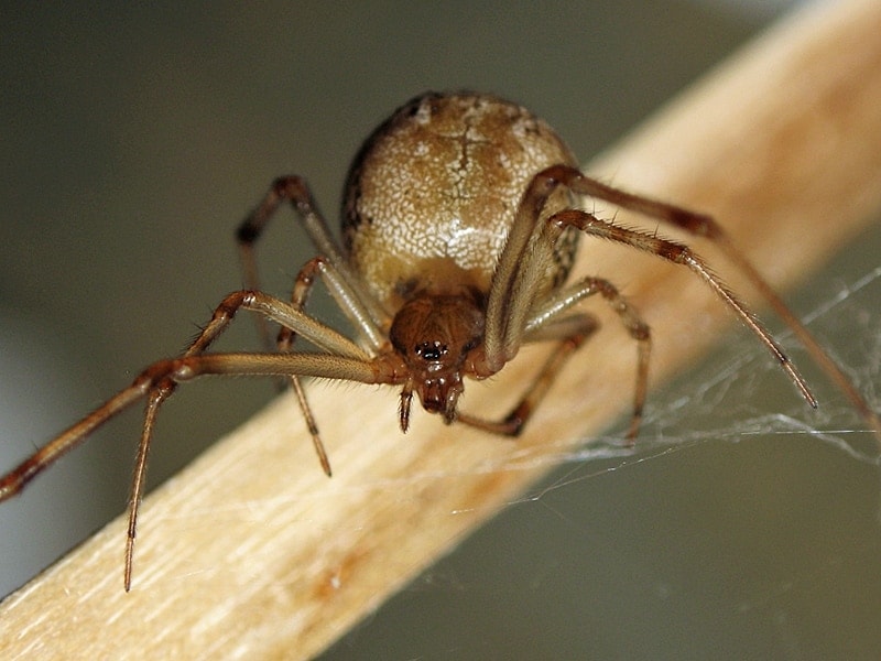 Picture of Parasteatoda tepidariorum (Common House Spider) - Female - Eyes,Gravid
