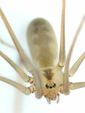 Picture of Pholcus phalangioides (Long-bodied Cellar Spider) - Female - Eyes
