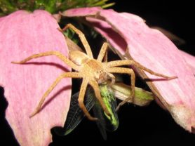 Picture of Pisaurina mira (Nursery Web Spider) - Female - Dorsal,Prey