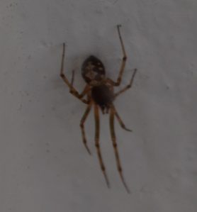 Picture of Steatoda triangulosa (Triangulate Cobweb Spider) - Male - Dorsal