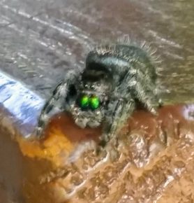 Picture of Phidippus spp. - Eyes