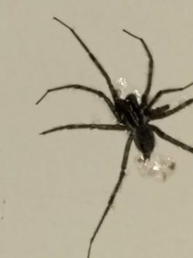 Picture of Agelenopsis spp. (Grass Spiders) - Male - Dorsal