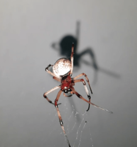 Picture of Nephilengys papuana (Papuan Hermit Spider)